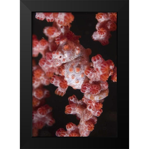 Indonesia A pygmy seahorse camouflage on coral Black Modern Wood Framed Art Print by Shimlock, Jones
