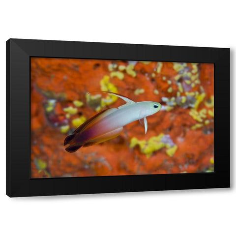 Indonesia, Raja Ampat A fire goby and coral Black Modern Wood Framed Art Print by Shimlock, Jones