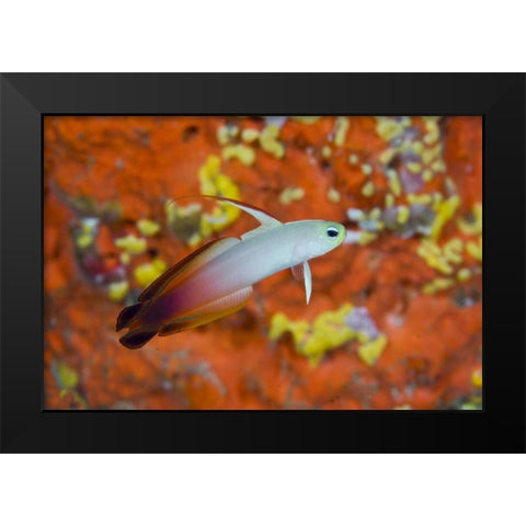 Indonesia, Raja Ampat A fire goby and coral Black Modern Wood Framed Art Print by Shimlock, Jones