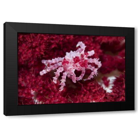 Indonesia Decorator crab on oft corals Black Modern Wood Framed Art Print with Double Matting by Shimlock, Jones