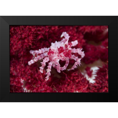 Indonesia Decorator crab on oft corals Black Modern Wood Framed Art Print by Shimlock, Jones