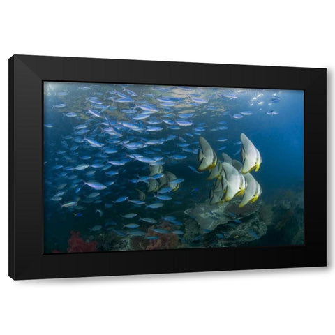 Indonesia Schooling fish in the Dampier Strait Black Modern Wood Framed Art Print by Shimlock, Jones
