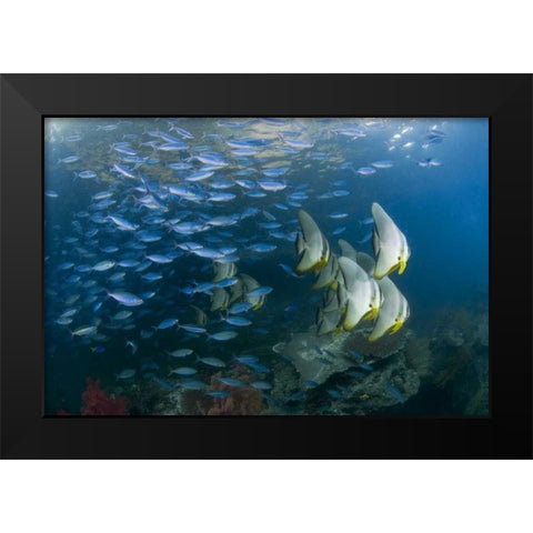 Indonesia Schooling fish in the Dampier Strait Black Modern Wood Framed Art Print by Shimlock, Jones