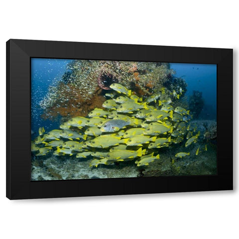 Indonesia Sweetlip fish swim past coral reef Black Modern Wood Framed Art Print with Double Matting by Shimlock, Jones