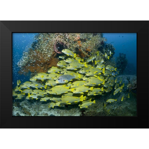 Indonesia Sweetlip fish swim past coral reef Black Modern Wood Framed Art Print by Shimlock, Jones