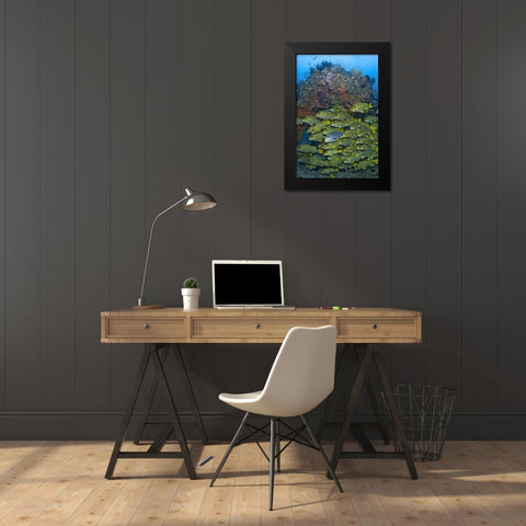 Ribboned sweetlips swimming past coral, Indonesia Black Modern Wood Framed Art Print by Shimlock, Jones