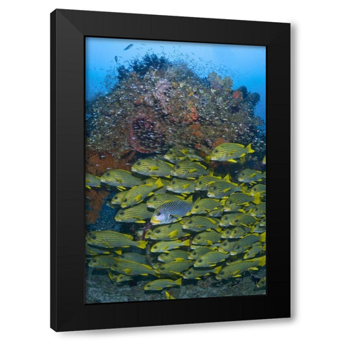 Ribboned sweetlips swimming past coral, Indonesia Black Modern Wood Framed Art Print by Shimlock, Jones