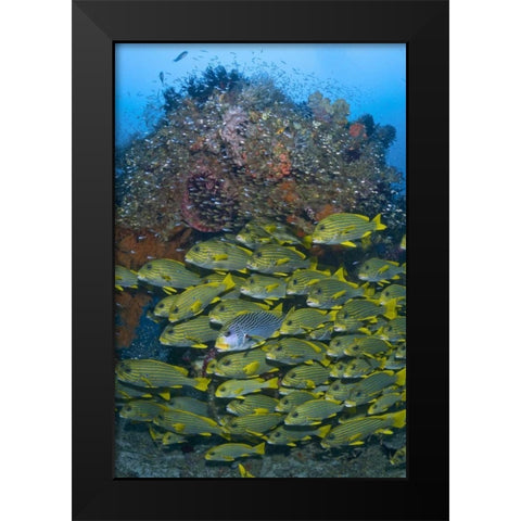Ribboned sweetlips swimming past coral, Indonesia Black Modern Wood Framed Art Print by Shimlock, Jones