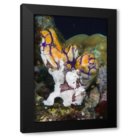 Indonesia Frogfish mimics a sea squirt Black Modern Wood Framed Art Print by Shimlock, Jones