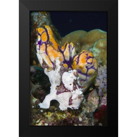 Indonesia Frogfish mimics a sea squirt Black Modern Wood Framed Art Print by Shimlock, Jones