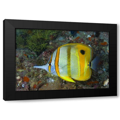 Indonesia, Raja Ampat Side view Butterflyfish Black Modern Wood Framed Art Print by Shimlock, Jones