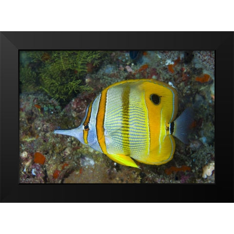 Indonesia, Raja Ampat Side view Butterflyfish Black Modern Wood Framed Art Print by Shimlock, Jones