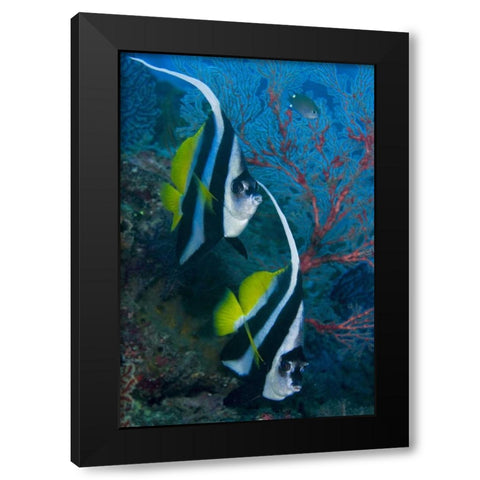 Indonesia Longfin bannerfish by sea fan coral Black Modern Wood Framed Art Print with Double Matting by Shimlock, Jones