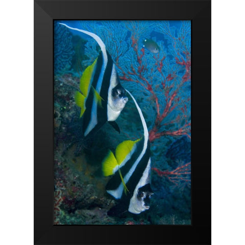 Indonesia Longfin bannerfish by sea fan coral Black Modern Wood Framed Art Print by Shimlock, Jones