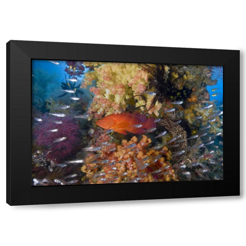 Indonesia Coral trout and glassfish by coral Black Modern Wood Framed Art Print with Double Matting by Shimlock, Jones