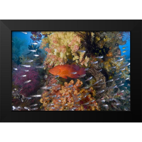 Indonesia Coral trout and glassfish by coral Black Modern Wood Framed Art Print by Shimlock, Jones