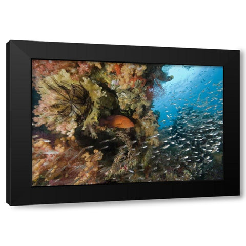 Indonesia Coral trout and glassfish by coral Black Modern Wood Framed Art Print by Shimlock, Jones