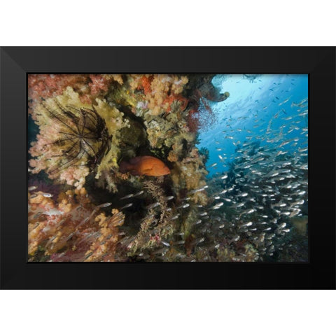 Indonesia Coral trout and glassfish by coral Black Modern Wood Framed Art Print by Shimlock, Jones
