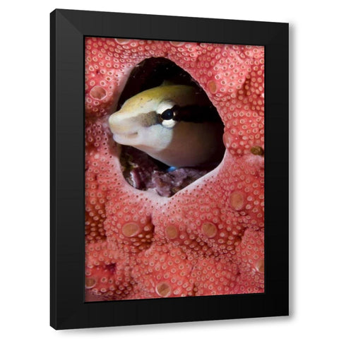 Lance blenny fish in a hole in coral, Indonesia Black Modern Wood Framed Art Print with Double Matting by Shimlock, Jones
