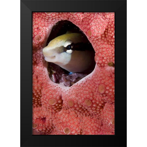 Lance blenny fish in a hole in coral, Indonesia Black Modern Wood Framed Art Print by Shimlock, Jones