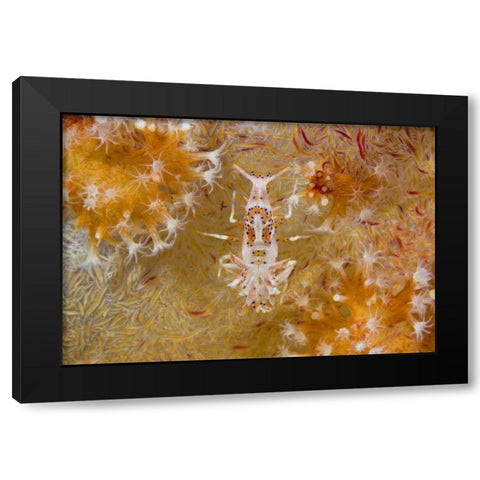 Indonesia Tiger shrimp and soft corals Black Modern Wood Framed Art Print with Double Matting by Shimlock, Jones