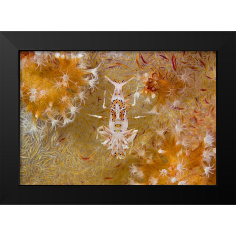 Indonesia Tiger shrimp and soft corals Black Modern Wood Framed Art Print by Shimlock, Jones