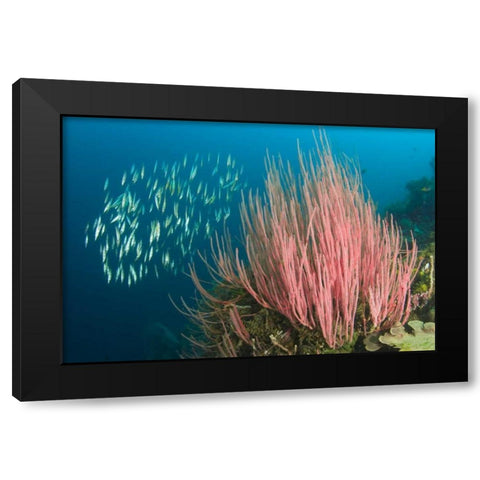 Indonesia, Buyat Bay Razorfish swim over coral Black Modern Wood Framed Art Print by Shimlock, Jones