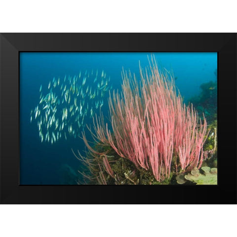Indonesia, Buyat Bay Razorfish swim over coral Black Modern Wood Framed Art Print by Shimlock, Jones