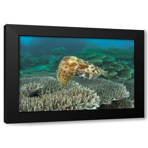 Cuttlefish, Buyat Bay, Sulawesi Island, Indonesia Black Modern Wood Framed Art Print by Shimlock, Jones