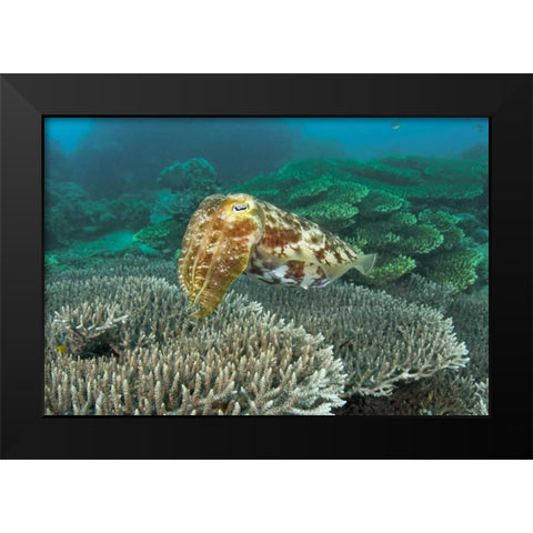 Cuttlefish, Buyat Bay, Sulawesi Island, Indonesia Black Modern Wood Framed Art Print by Shimlock, Jones