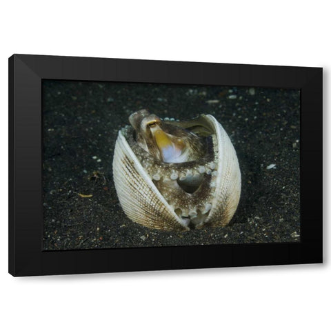 Indonesia, Lembeh Strait A marginated octopus Black Modern Wood Framed Art Print with Double Matting by Shimlock, Jones