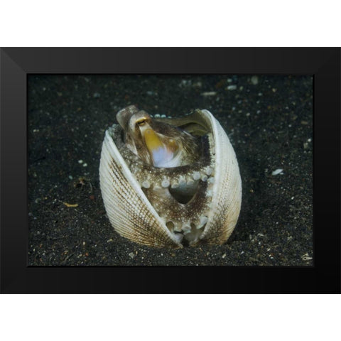Indonesia, Lembeh Strait A marginated octopus Black Modern Wood Framed Art Print by Shimlock, Jones