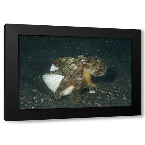 Indonesia A marginated octopus with shell Black Modern Wood Framed Art Print by Shimlock, Jones