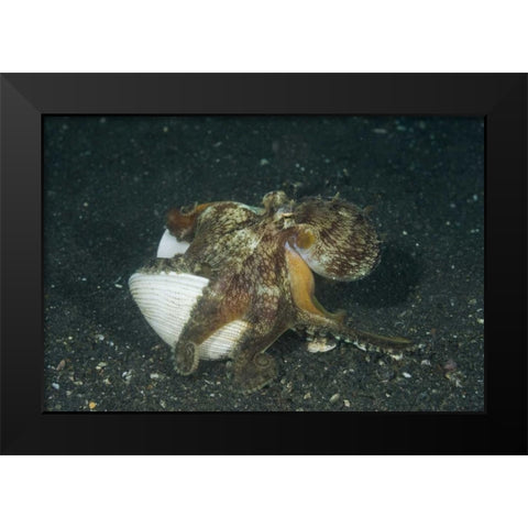 Indonesia A marginated octopus with shell Black Modern Wood Framed Art Print by Shimlock, Jones