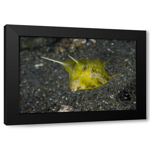 Indonesia, Lembeh Strait A cowfish Black Modern Wood Framed Art Print with Double Matting by Shimlock, Jones