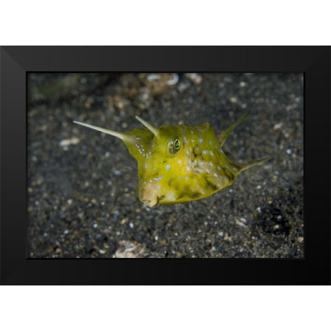 Indonesia, Lembeh Strait A cowfish Black Modern Wood Framed Art Print by Shimlock, Jones