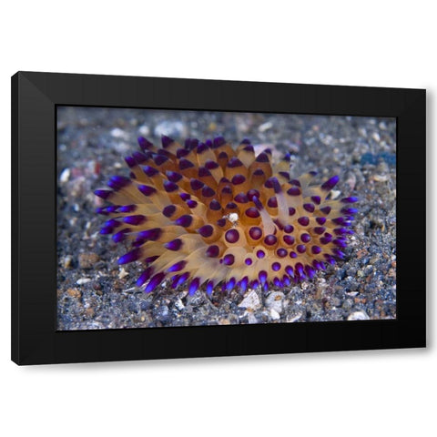 Tiny crab on nudibanch, Lembeh Strait, Indonesia Black Modern Wood Framed Art Print by Shimlock, Jones