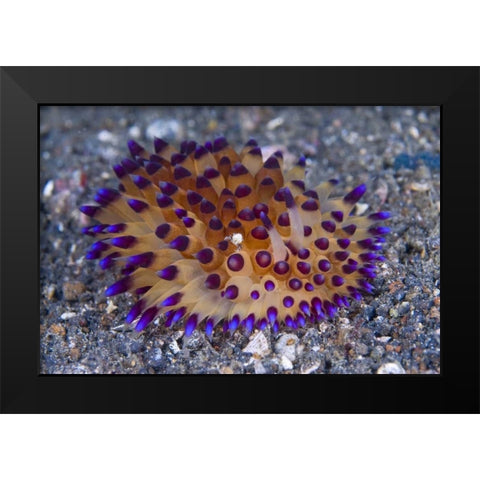 Tiny crab on nudibanch, Lembeh Strait, Indonesia Black Modern Wood Framed Art Print by Shimlock, Jones