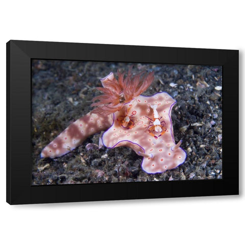 Indonesia, Two Coleman shrimp on nudibranch Black Modern Wood Framed Art Print with Double Matting by Shimlock, Jones
