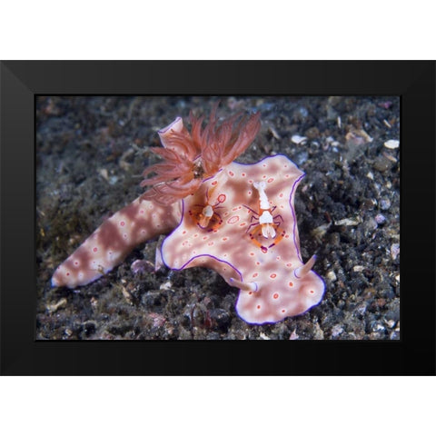 Indonesia, Two Coleman shrimp on nudibranch Black Modern Wood Framed Art Print by Shimlock, Jones