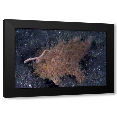Indonesia, A hairy frogfish using its lure Black Modern Wood Framed Art Print with Double Matting by Shimlock, Jones