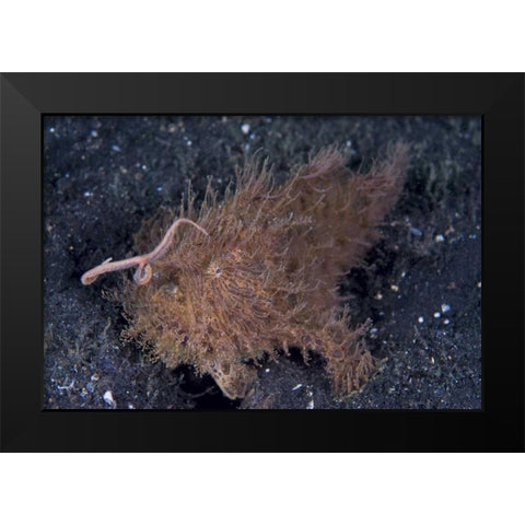Indonesia, A hairy frogfish using its lure Black Modern Wood Framed Art Print by Shimlock, Jones
