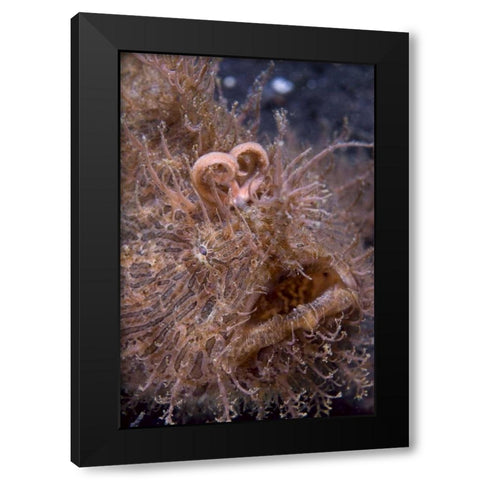 Indonesia, Hairy frogfish that uses its lure Black Modern Wood Framed Art Print by Shimlock, Jones