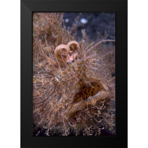 Indonesia, Hairy frogfish that uses its lure Black Modern Wood Framed Art Print by Shimlock, Jones