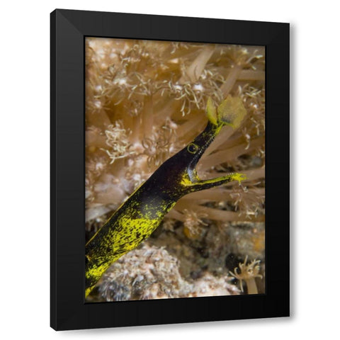 Indonesia, Sulawesi Island A ribbon eel Black Modern Wood Framed Art Print by Shimlock, Jones