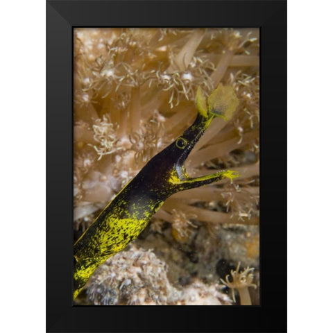 Indonesia, Sulawesi Island A ribbon eel Black Modern Wood Framed Art Print by Shimlock, Jones