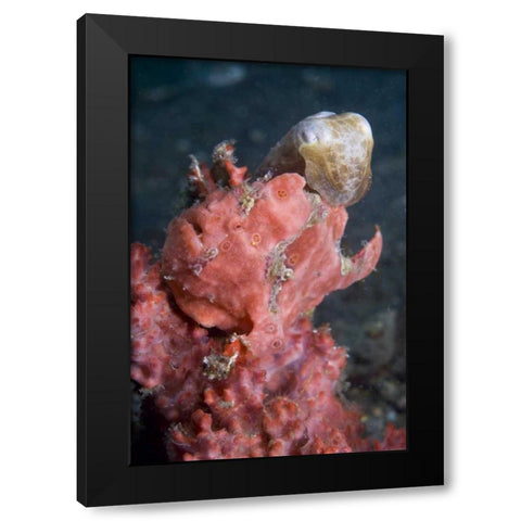 Indonesia A pygmy cuttlefish and frogfish Black Modern Wood Framed Art Print by Shimlock, Jones