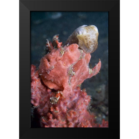 Indonesia A pygmy cuttlefish and frogfish Black Modern Wood Framed Art Print by Shimlock, Jones