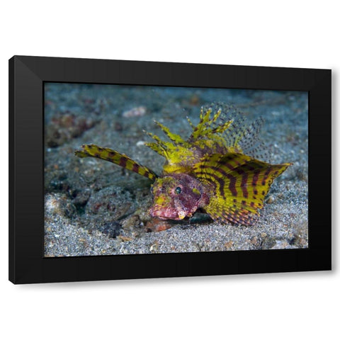 Indonesia, Lembeh Strait Red dwarf lionfish Black Modern Wood Framed Art Print by Shimlock, Jones