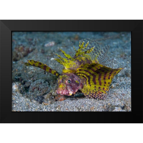 Indonesia, Lembeh Strait Red dwarf lionfish Black Modern Wood Framed Art Print by Shimlock, Jones